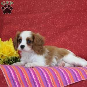 Peanut Butter, Cavalier King Charles Spaniel Puppy